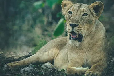 Sasan Gir National Park, home of the majestic Asiatic lions.