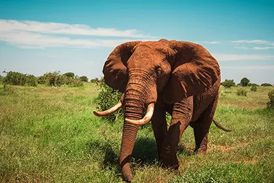 Tsavo National Park, Kenya’s wild expanse known for elephants and red-dust plains.
