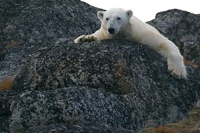 Svalbard, Norway’s Arctic archipelago known for glaciers and polar wildlife.